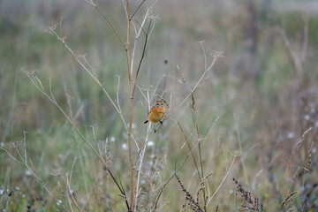 a stonechat (Saxicola rubicola) hangs on to a tall winter flower stalk in a meadow 