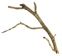 tree branch isolated on white