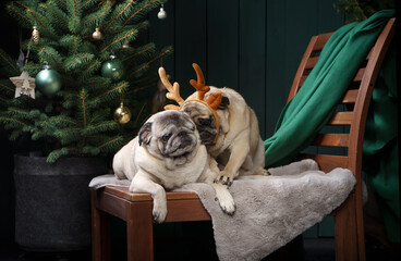 two dogs together christmas interior. New Year's mood with pet. pug in holiday at home