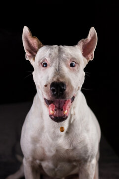 bull terrier ingles
