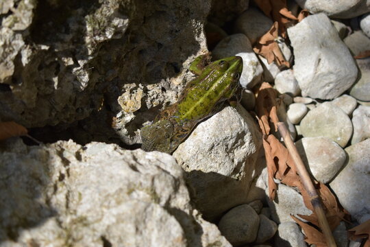 Snake eathing a frog alive on the beach