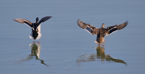 Mallard duck on river, Anas platyrhynchos
