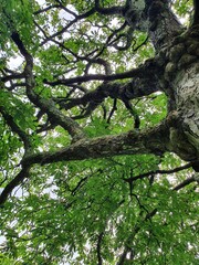 Fototapeta premium Tree 8