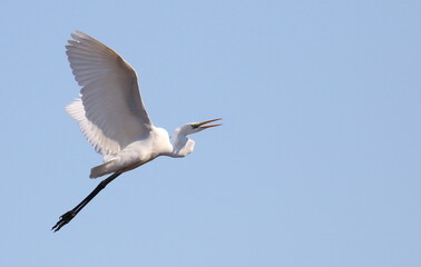 Great white egret in flight background, Ardea alba