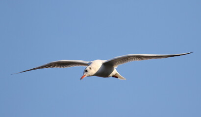 Close up Black-headed Gull in flight, Larus ridibundus