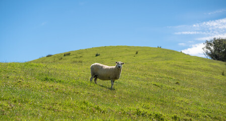 A Sheep on Green round hill Whangarei District, New Zealand