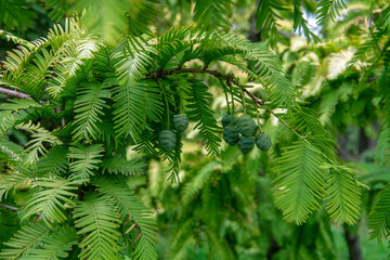 Obraz premium Metasequoia