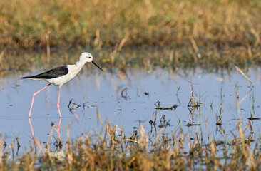 An active Black winged Stilt in lake