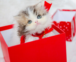 cute christmas kitten on isolated white background