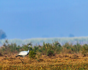 A domicile crane in wet land