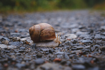 large garden snail with an crack in snail shell on an gravel road in Germany. 