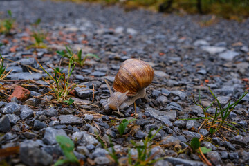 large garden snail with an crack in snail shell on an gravel road in Germany. 