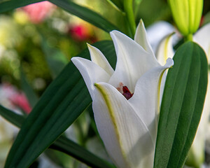 Obraz premium White inflorescences of ornamental plants used in wreaths and tombstones in the city of Białystok in Podlasie, Poland.