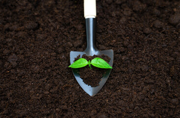 Springtime sprout transplanting