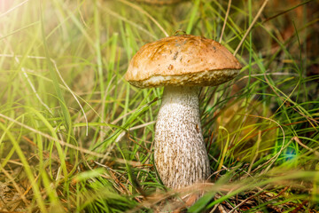 Luxurious young boletus mushroom (Leccinum scabrum) in the grass low angle view. Birch bolete with...