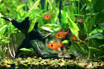 A flock of fish Red Phantom Tetra (Hyphessobrycon sweglesi) macro close up in a fish tank with blurred background - 470497299