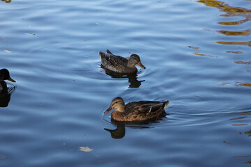 Fototapeta premium Ducks swim in the water among the yellow foliage in autumn