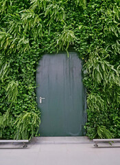 green door on the background of the wall,