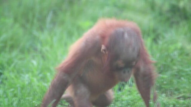 Orangutan young baby walking with funny face expressions with green background. Animals, small monkey in zoo with free territory
