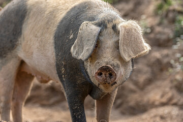 Fototapeta premium Pig standing on the farm looking at the camera