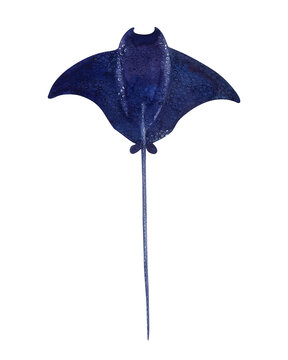 recommend clip art: Illustration of a stingray in watercolor in blue