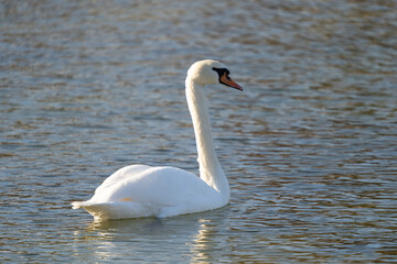 Fototapeta premium white swan on the lake