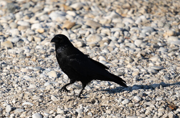 crow on the beach
