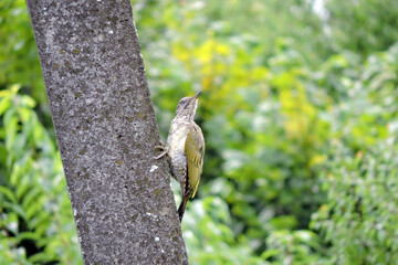 The juvenile molting European green woodpecker climbing a concrete pylon, green blurred trees in the background

