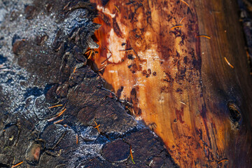 Wood in the forest of Romania