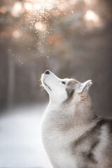 portrait of siberian husky staring at falling snow in winter sunset © Anna Darahan