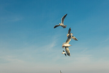 Seagulls flying high in the wind against the blue sky and white clouds, a flock of white birds.