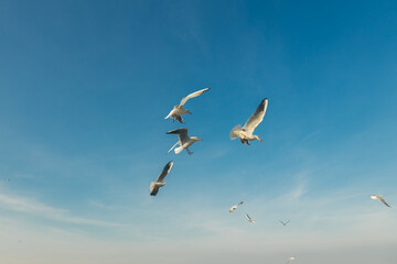 Seagulls flying high in the wind against the blue sky and white clouds, a flock of white birds.