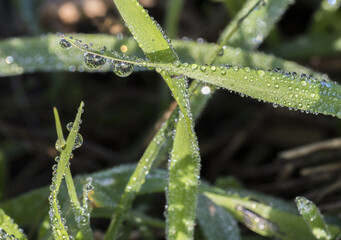 drops of dew on a grass