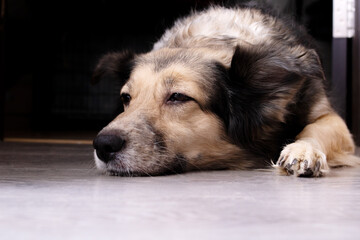 White fluffy dog sleeping on the floor