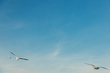 Seagulls flying high in the wind against the blue sky and white clouds, a flock of white birds.