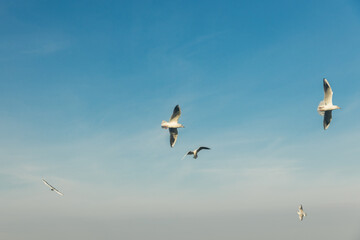 Seagulls flying high in the wind against the blue sky and white clouds, a flock of white birds.