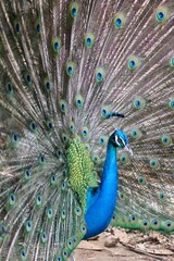 Fototapeta premium Colorful Peacock