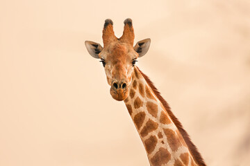 Portrait of a giraffe at sunset. Pink background. Kalahari. Namibia