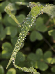 Gocce di rugiada su fili di erba e trifogli