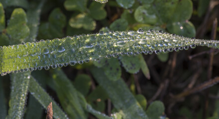 Gocce di rugiada su fili di erba e trifogli