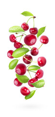 Cherry isolated on white background, fresh cherry with stems and leaves, berry collection. Natural food