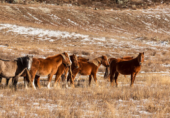 Naklejka premium A herd of red horses on a winter pasture in the Altai mountains.