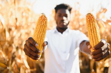 Black Africa American harvesting and peeling corn in corn field. He s fresh smile and happiness in...