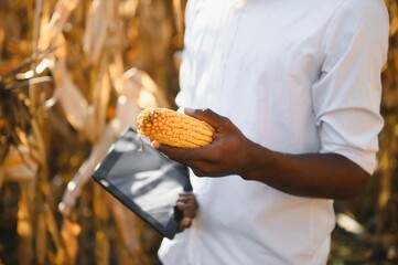 Close up a corn holding by african farmer man in a farm land.
