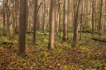 Obraz premium Sonnenbeschienene Baumstämme in herbstlichem Wald