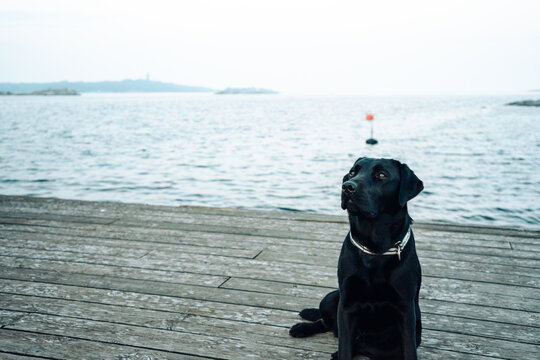 Black labrador retriever on wooden pier. Slightly toned down colors.