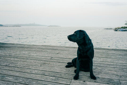 Black labrador retriever on wooden pier. Slightly toned down colors.