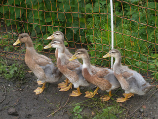 Saxony ducks