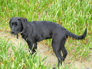 Black Labrador puppy canine k9 dog
