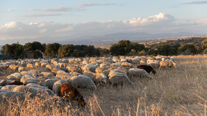 Flock of sheep on the transhumance at sunset - obrazy, fototapety, plakaty